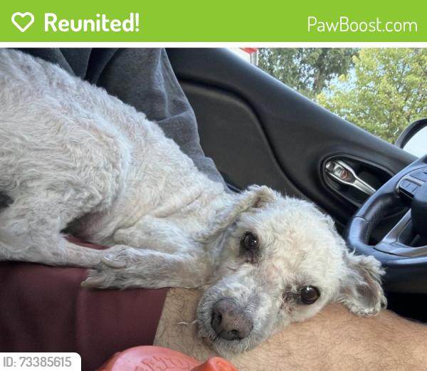 Reunited Male Dog last seen Addison and austin, Chicago, IL 60641