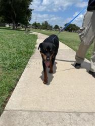 Shelter Stray Unknown Dog last seen Near BLOCK SW 59TH ST, OKLAHOMA CITY OK 73109, 2811 SE 29th St, Oklahoma City, OK 73129, USA