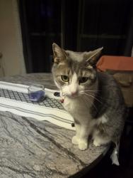 Lost Female Cat last seen Smith Street, Buffalo, NY 14210