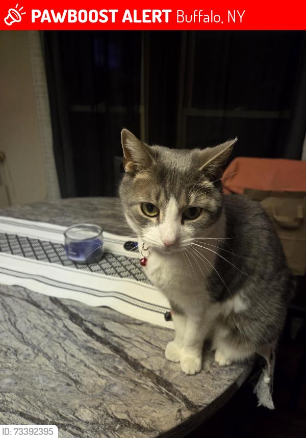 Lost Female Cat last seen Smith Street, Buffalo, NY 14210