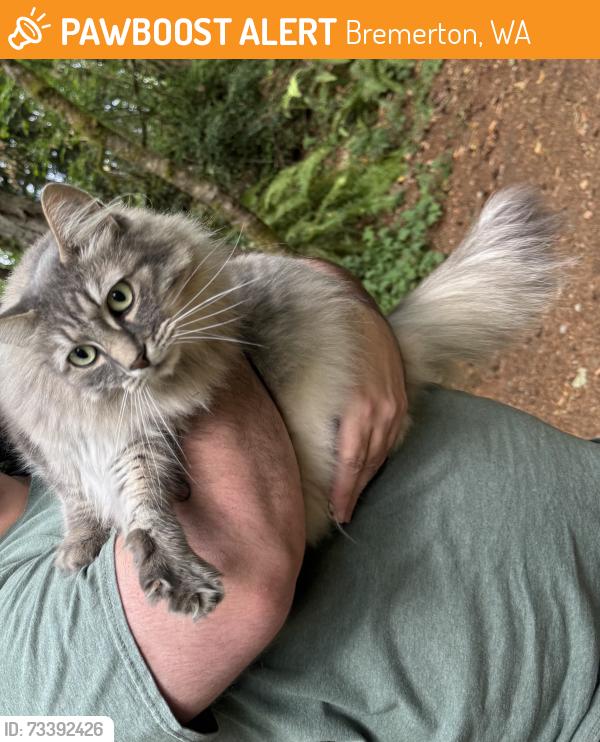 Found/Stray Unknown Cat last seen Forest ridge park, Bremerton, WA 98312