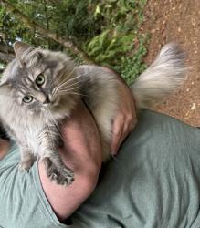 Found/Stray Unknown Cat last seen Forest ridge park, Bremerton, WA 98312