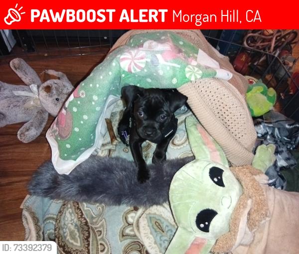 Lost Female Dog last seen About a half a mile down montaray from morgon hill, Morgan Hill, CA 95037
