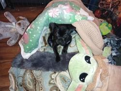 Lost Female Dog last seen About a half a mile down montaray from morgon hill, Morgan Hill, CA 95037