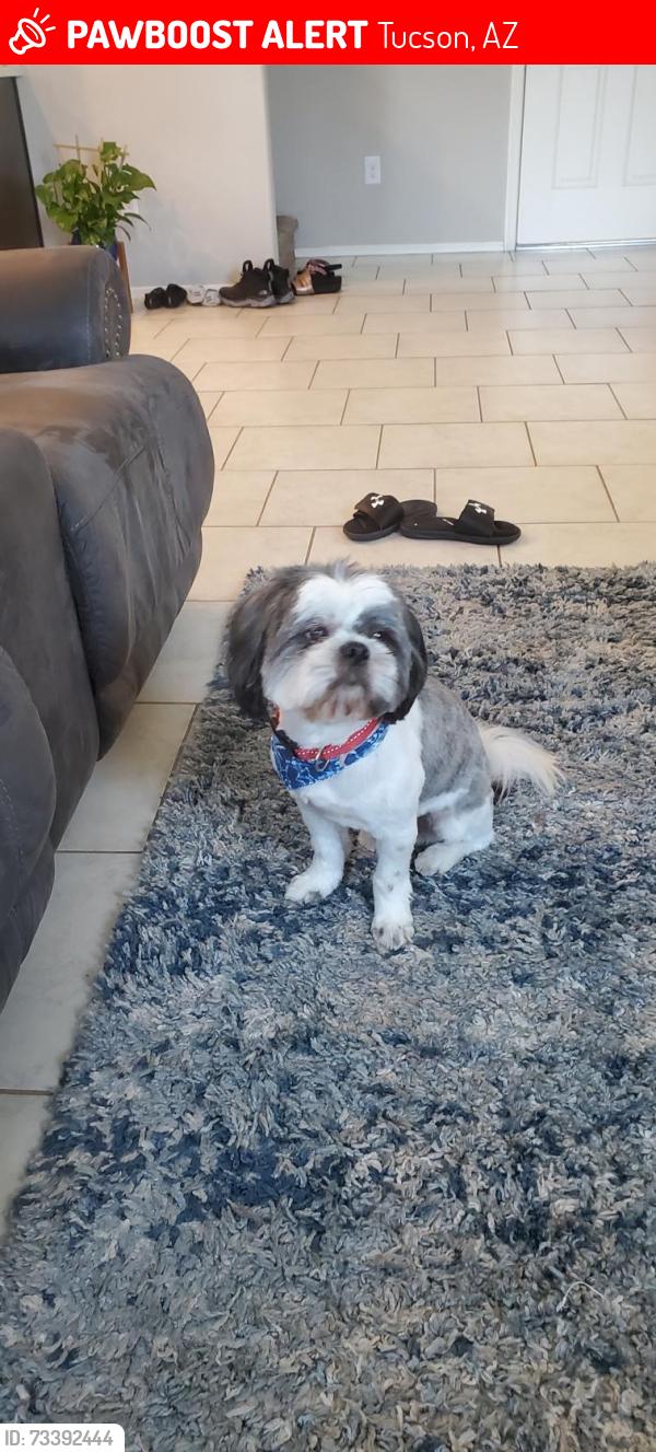 Lost Male Dog last seen Near W Placita Pina, Tucson, AZ 85757