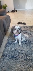 Lost Male Dog last seen Near W Placita Pina, Tucson, AZ 85757