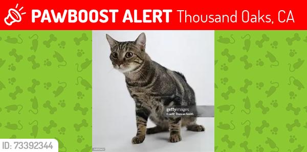 Lost Female Cat last seen Lynn and Wendy, Newury Park, Ca - 91320, Thousand Oaks, CA 91360