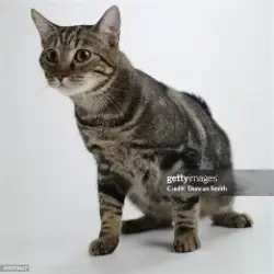 Lost Female Cat last seen Lynn and Wendy, Newury Park, Ca - 91320, Thousand Oaks, CA 91360