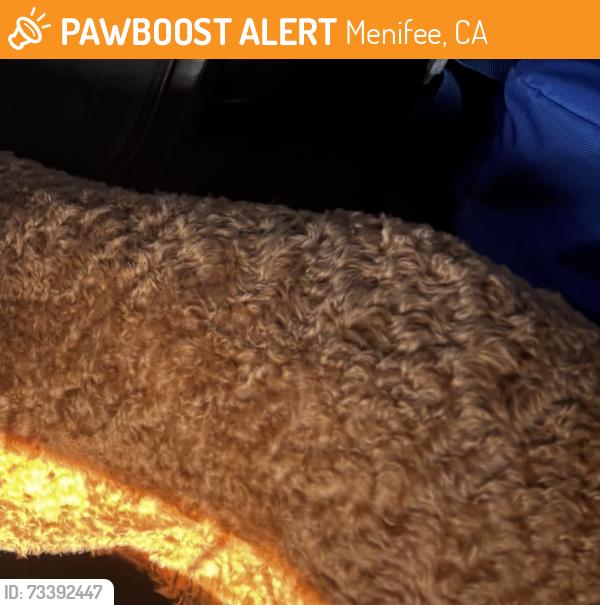 Found/Stray Unknown Dog last seen Near Sally Buselt elementary, Menifee, CA 92586