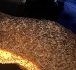 Found/Stray Unknown Dog last seen Near Sally Buselt elementary, Menifee, CA 92586