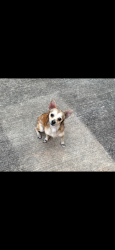 Found/Stray Male Dog last seen Greater OST, Houston, TX 77021