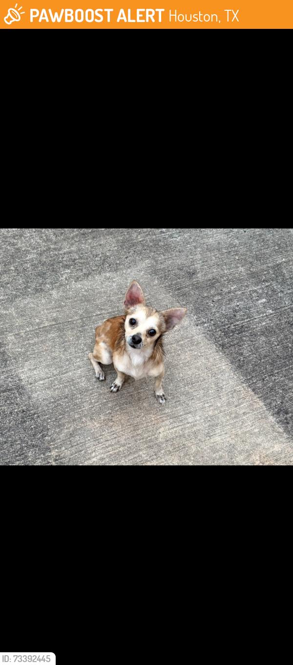Found/Stray Male Dog last seen Greater OST, Houston, TX 77021