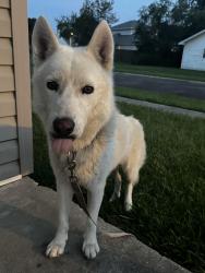 Found/Stray Male Dog last seen Cross of Madeline and Hudson, Lafayette, LA 70506