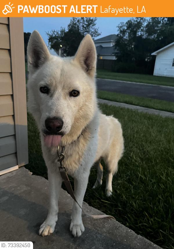 Found/Stray Male Dog last seen Cross of Madeline and Hudson, Lafayette, LA 70506