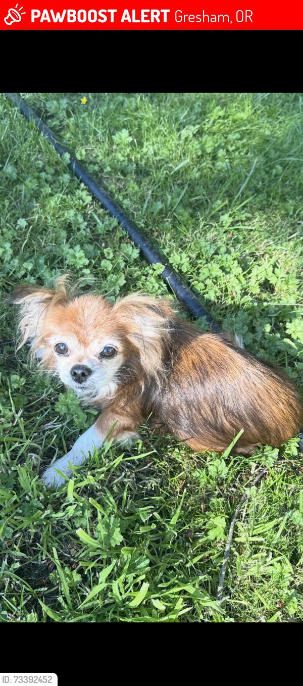 Lost Female Dog last seen 20th, Gresham, OR 97080
