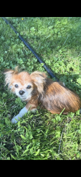 Lost Female Dog last seen 20th, Gresham, OR 97080