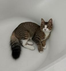 Reunited Male Cat last seen North Park Drive, Levittown, PA 19054