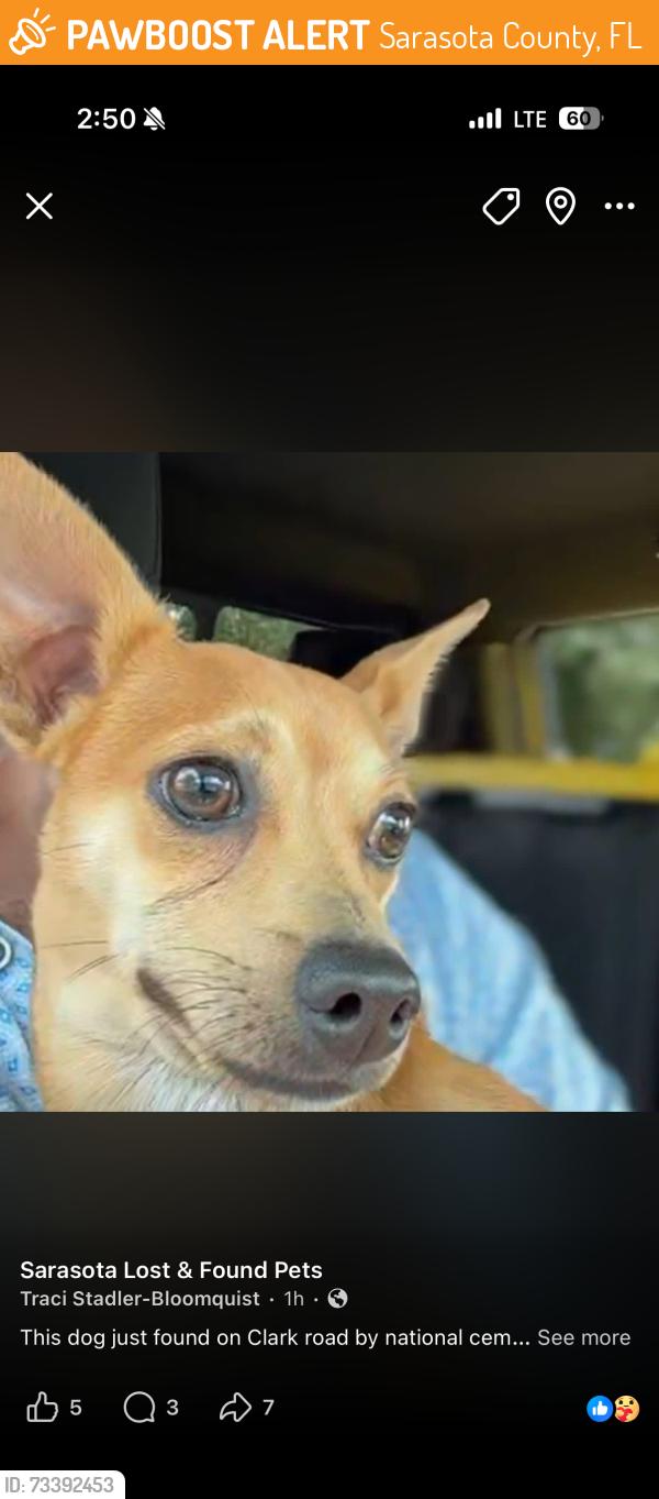 Found/Stray Male Dog last seen Clark Road/saddle creek trail, Sarasota County, FL 34241