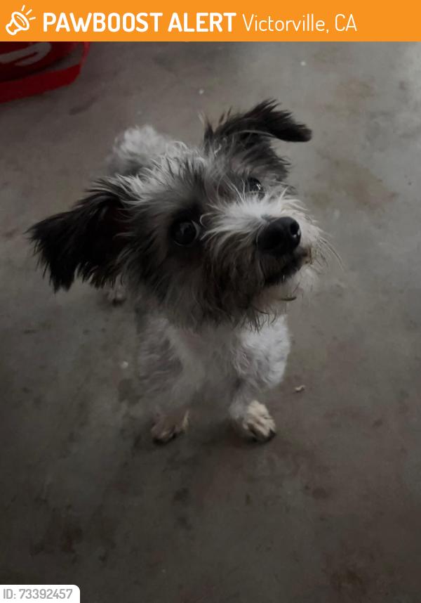 Found/Stray Male Dog last seen Near the parking lot of the Victor Valley Mall, Victorville, CA 92307