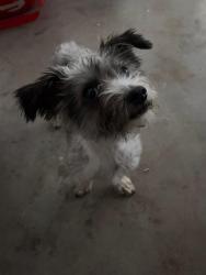 Found/Stray Male Dog last seen Near the parking lot of the Victor Valley Mall, Victorville, CA 92307