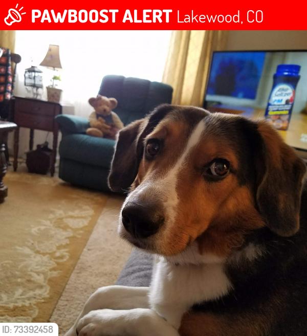 Lost Male Dog last seen Colfax and Kipling, Lakewood, CO 80215