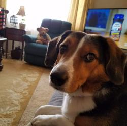 Lost Male Dog last seen Colfax and Kipling, Lakewood, CO 80215