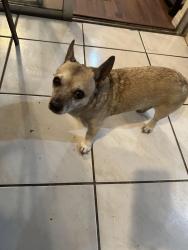Lost Female Dog last seen palm beach lakes blvd west palm beach florida, West Palm Beach, FL 33401