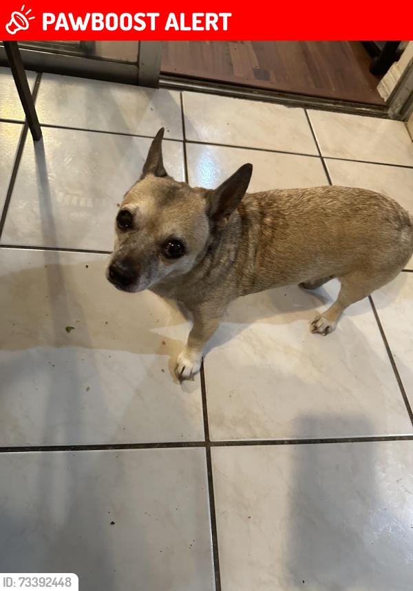 Lost Female Dog last seen palm beach lakes blvd west palm beach florida, West Palm Beach, FL 33401