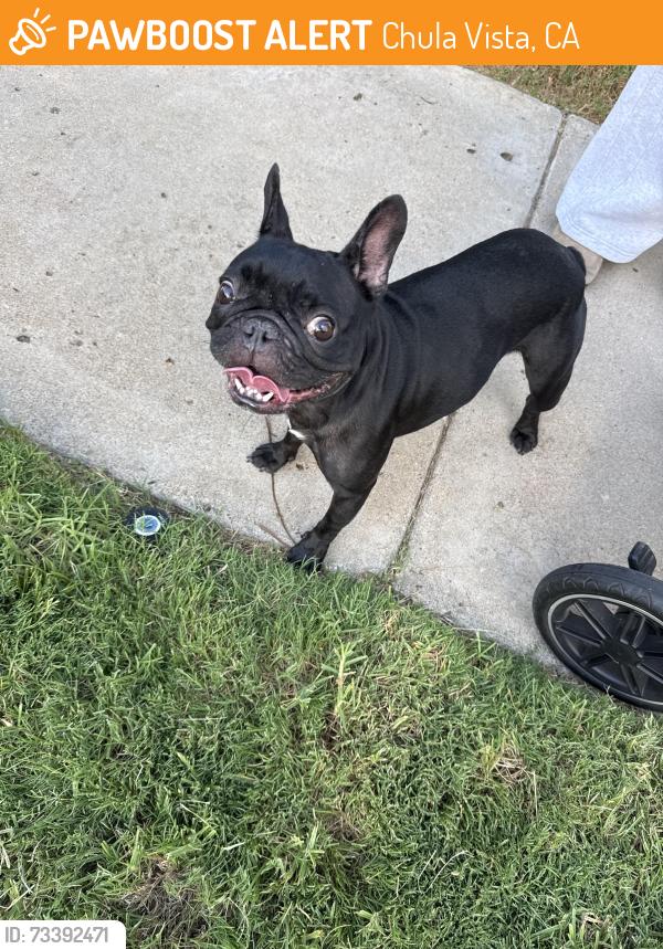 Found/Stray Female Dog last seen Tamarindo way, Chula Vista, CA 91911