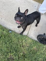 Found/Stray Female Dog last seen Tamarindo way, Chula Vista, CA 91911