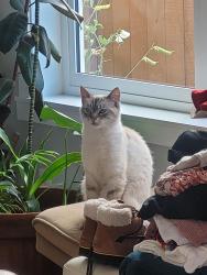 Lost Male Cat last seen Between 150th and 152nd street, Surrey, BC V3S 1S1