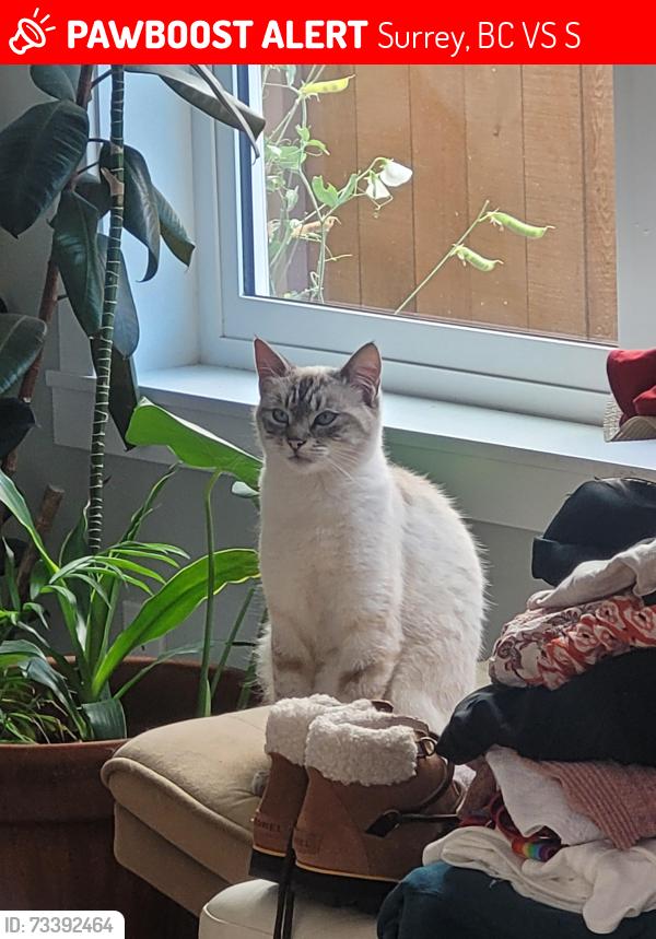 Lost Male Cat last seen Between 150th and 152nd street, Surrey, BC V3S 1S1