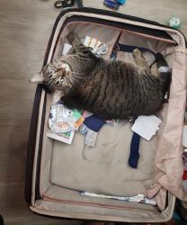Lost Male Cat last seen Near South Bishop St, Chicago, IL 60620