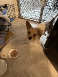 Found/Stray Female Dog last seen 44th and Youngs Blvd, Oklahoma City, OK 73119