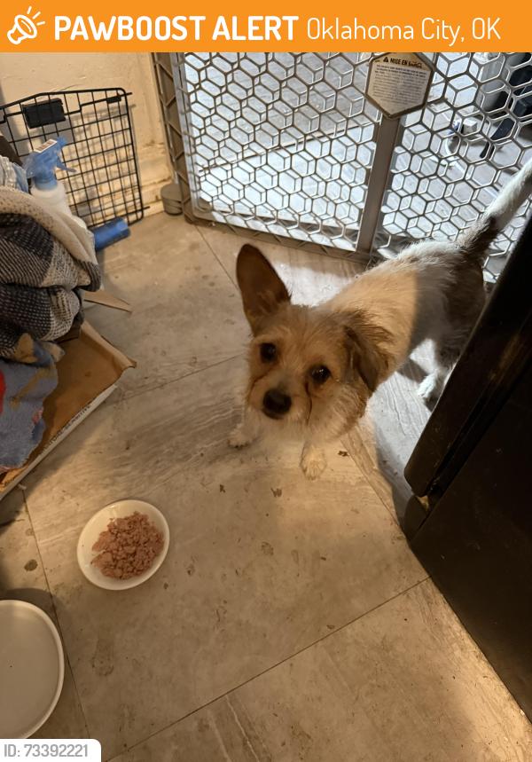 Found/Stray Female Dog last seen 44th and Youngs Blvd, Oklahoma City, OK 73119