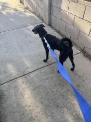 Reunited Female Dog last seen 5th and Grove, Ontario, CA 91764