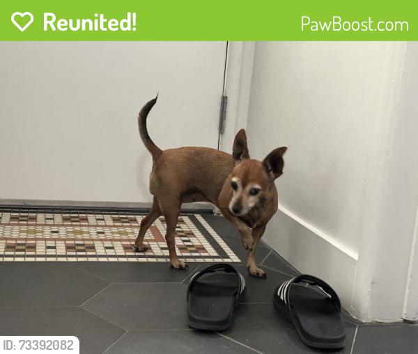 Reunited Female Dog last seen Newcastle Ave and Kittridge St., Los Angeles, CA 91335