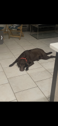 Lost Female Dog last seen Near W Placita Pina, Tucson, AZ 85757