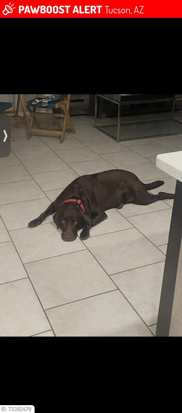 Lost Female Dog last seen Near W Placita Pina, Tucson, AZ 85757