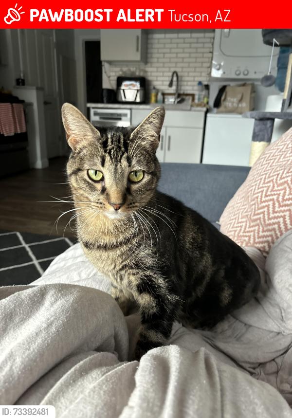 Lost Female Cat last seen Ina and Silverbell next to circle k, Tucson, AZ 85743