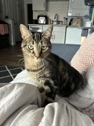 Lost Female Cat last seen Ina and Silverbell next to circle k, Tucson, AZ 85743