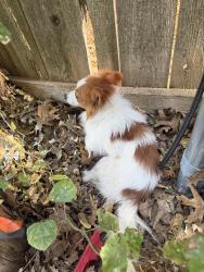 Found/Stray Unknown Dog last seen Nw 21st St., Moore, OK 73160