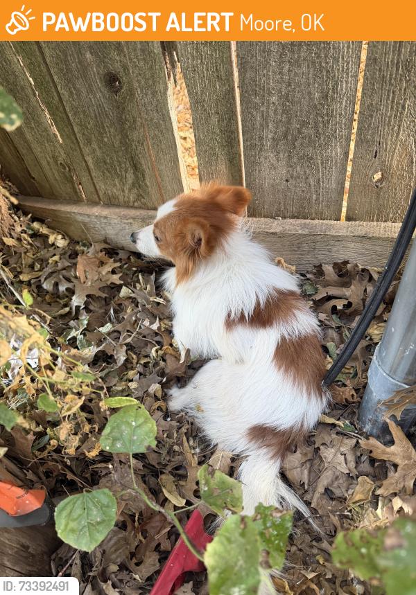 Found/Stray Unknown Dog last seen Nw 21st St., Moore, OK 73160