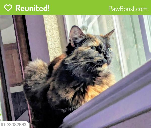 Reunited Female Cat last seen Beth Dr and N Marta, Pleasant Hill, CA 94523