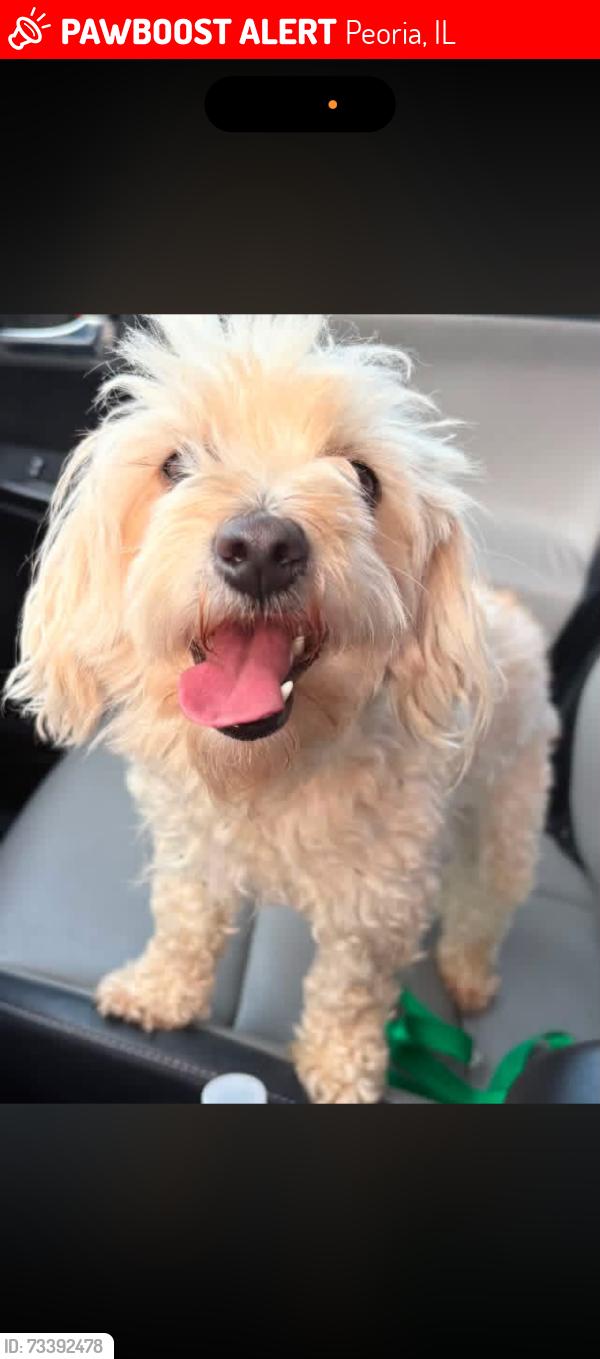 Lost Female Dog last seen Douglas and Main ST, Peoria, IL 61604