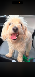 Lost Female Dog last seen Douglas and Main ST, Peoria, IL 61604