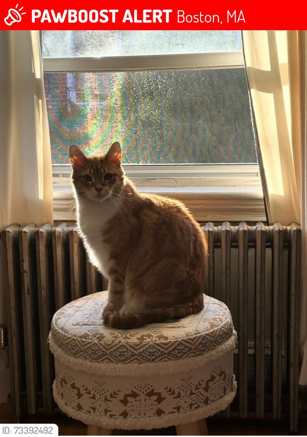 Lost Male Cat last seen Mallet street, Boston, MA 02124