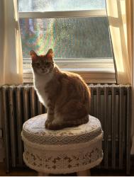 Lost Male Cat last seen Mallet street, Boston, MA 02124