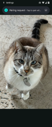 Lost Male Cat last seen Near morning dew drive round mountain texas 78663, Round Mountain, TX 78663
