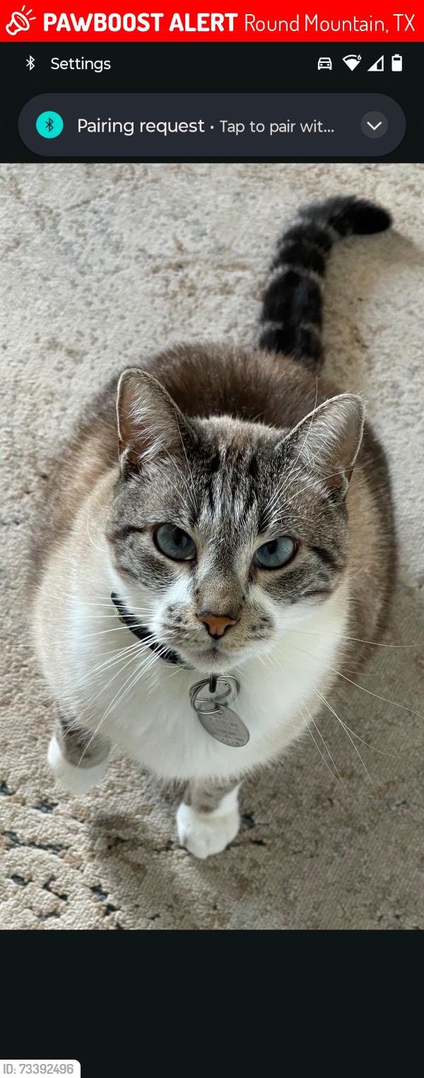 Lost Male Cat last seen Near morning dew drive round mountain texas 78663, Round Mountain, TX 78663